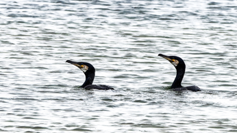 Two cormorants swimming in the sea