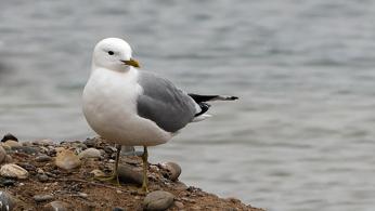 A seagull stood on a rocky shore with sea in the background