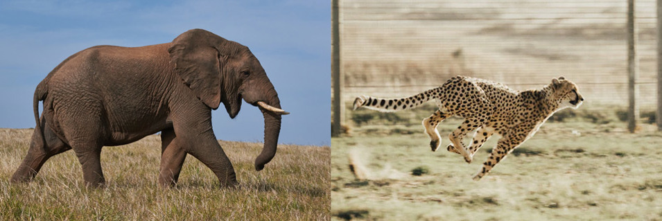 A slow elephant and a fast cheetah side by side