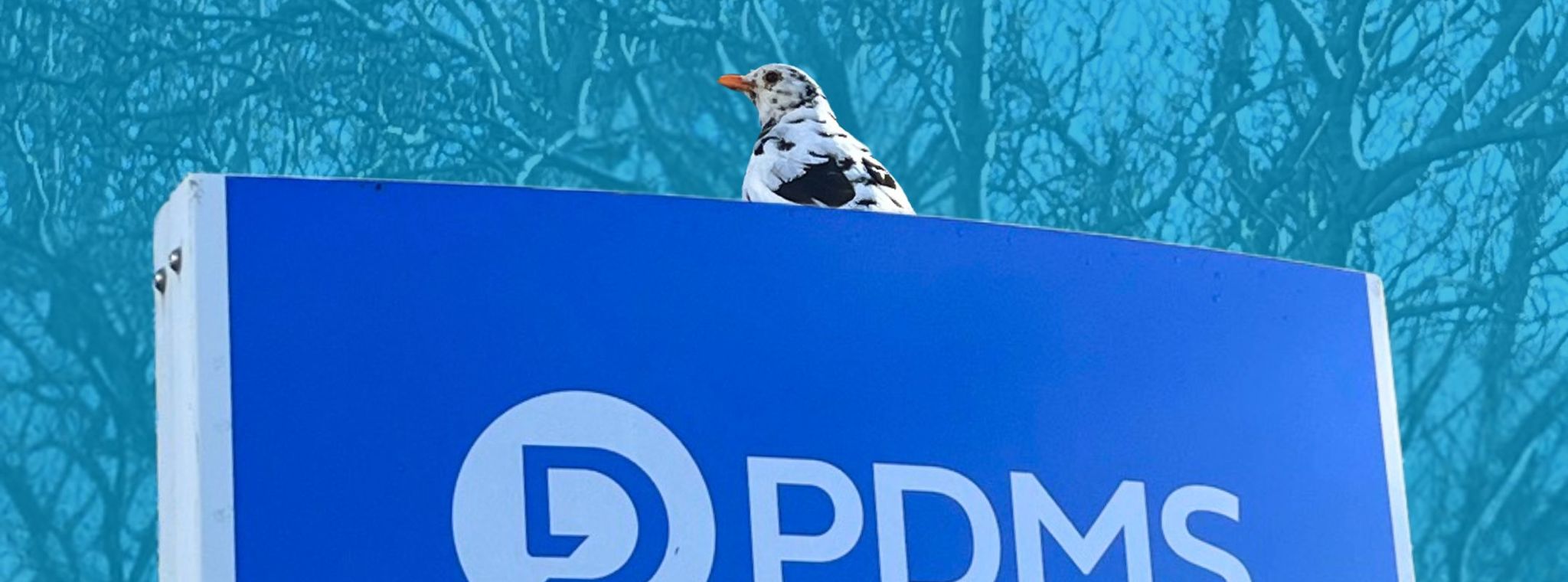 picture of a black and white bird on a PDMS sign