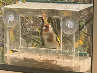 Goldfinch