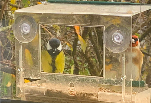 Great tit and goldfinch feeding