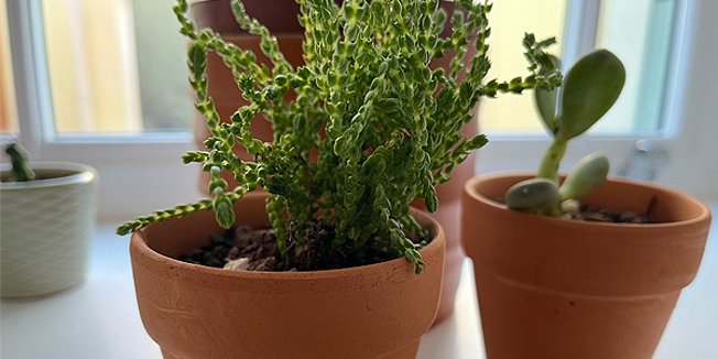 Two succulents in terracotta pots on a windowsill