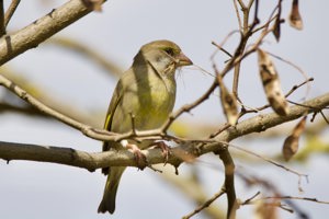 Greenfinch