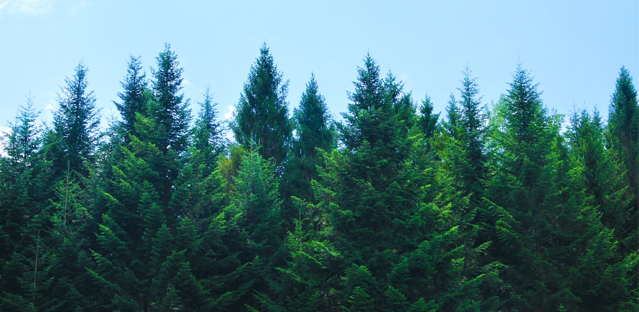 An image of a forest with the sky