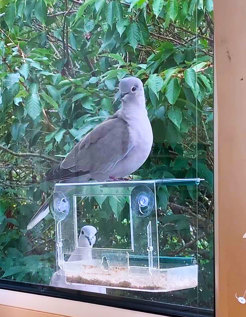 Two Collared Doves