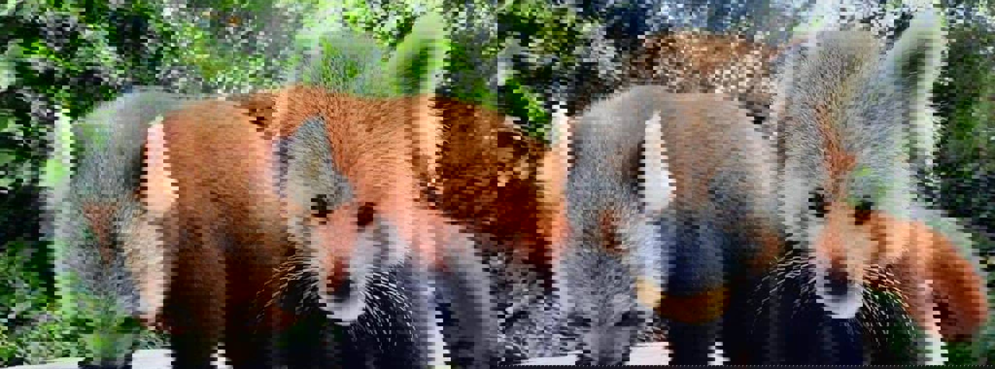 A photo of two red pandas eating food